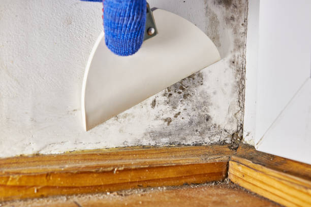 Best Real Estate Mold Inspection  in Saylorsburg, PA